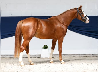 Poni alemán, Semental, 3 años, 146 cm, Alazán