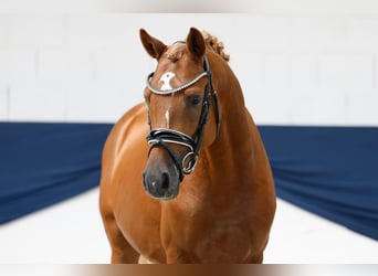 Poni alemán, Semental, 3 años, 146 cm, Alazán