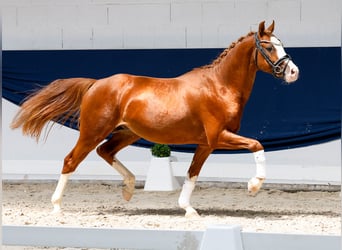 Poni alemán, Semental, 3 años, 146 cm, Alazán