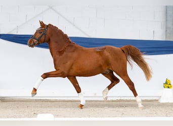 Poni alemán, Semental, 3 años, 146 cm, Alazán