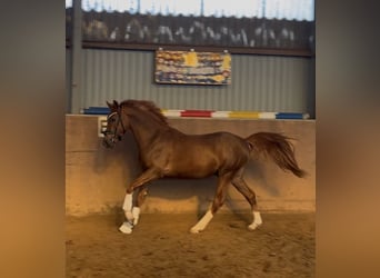 Poni alemán, Semental, 3 años, 146 cm, Alazán-tostado