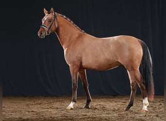 Poni alemán, Semental, 3 años, 146 cm, Bayo