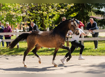 Poni alemán, Semental, 3 años, 146 cm, Buckskin/Bayo