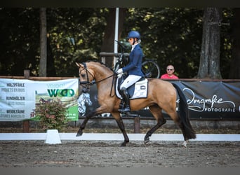 Poni alemán, Semental, 3 años, 146 cm