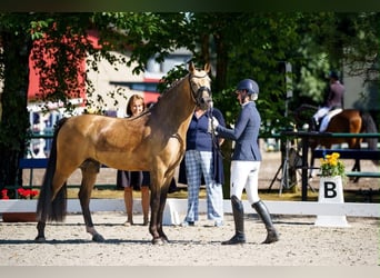 Poni alemán, Semental, 3 años, 146 cm
