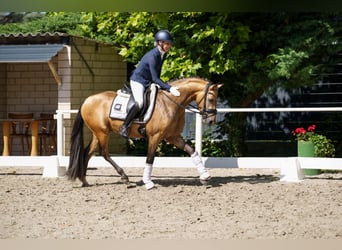 Poni alemán, Semental, 3 años, 146 cm