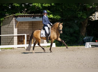 Poni alemán, Semental, 3 años, 146 cm
