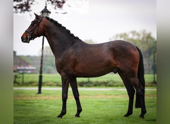 Poni alemán, Semental, 3 años, 146 cm, Castaño