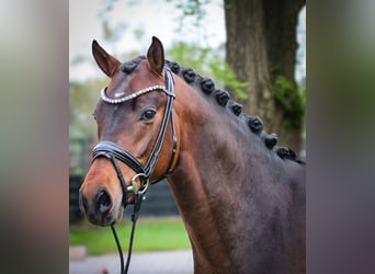 Poni alemán, Semental, 3 años, 146 cm, Castaño