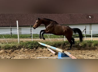 Poni alemán, Semental, 3 años, 146 cm, Castaño