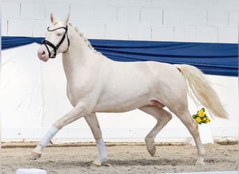 Poni alemán, Semental, 3 años, 146 cm, Cremello