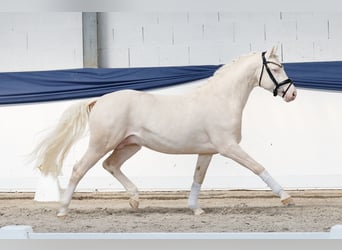 Poni alemán, Semental, 3 años, 146 cm, Cremello