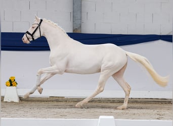 Poni alemán, Semental, 3 años, 146 cm, Cremello