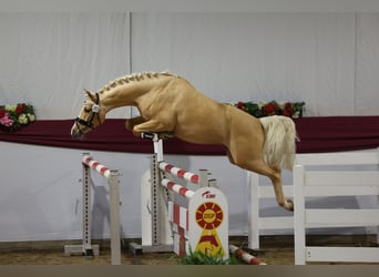 Poni alemán, Semental, 3 años, 146 cm, Palomino