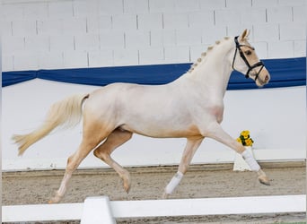Poni alemán, Semental, 3 años, 146 cm, Palomino