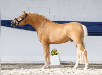 Poni alemán, Semental, 3 años, 146 cm, Palomino