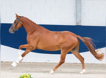 Poni alemán, Semental, 3 años, 147 cm, Alazán