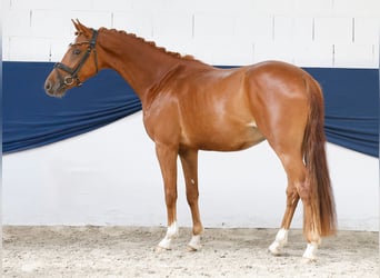 Poni alemán, Semental, 3 años, 147 cm, Alazán