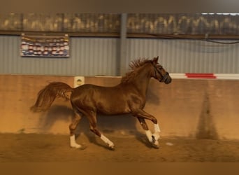 Poni alemán, Semental, 3 años, 147 cm, Alazán-tostado
