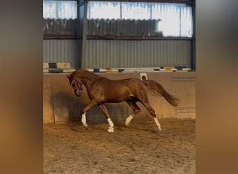 Poni alemán, Semental, 3 años, 147 cm, Alazán-tostado