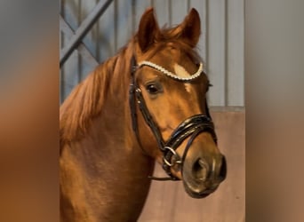 Poni alemán, Semental, 3 años, 147 cm, Alazán-tostado