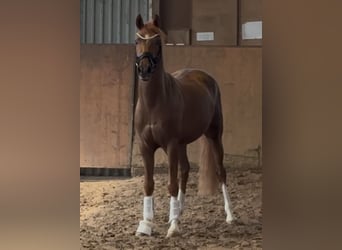 Poni alemán, Semental, 3 años, 147 cm, Alazán-tostado