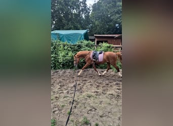 Poni alemán, Semental, 3 años, 147 cm, Alazán-tostado