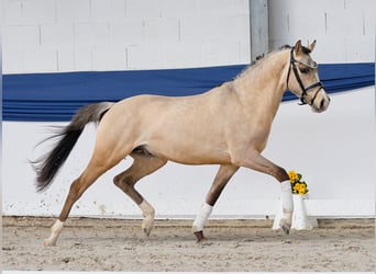 Poni alemán, Semental, 3 años, 147 cm, Bayo