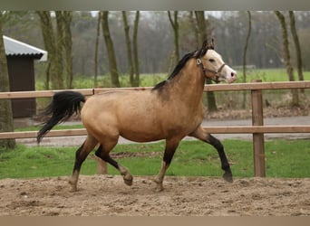Poni alemán, Semental, 3 años, 147 cm, Buckskin/Bayo