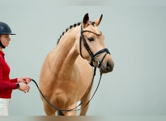 Poni alemán, Semental, 3 años, 147 cm, Buckskin/Bayo
