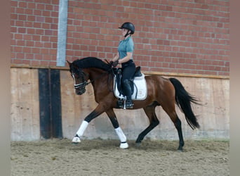 Poni alemán, Semental, 3 años, 147 cm, Castaño