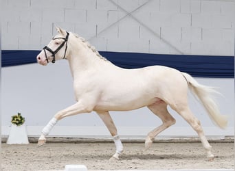 Poni alemán, Semental, 3 años, 147 cm, Cremello
