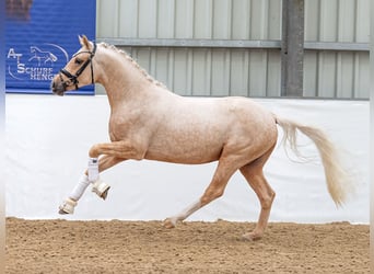 Poni alemán, Semental, 3 años, 147 cm, Palomino
