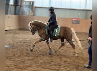 Poni alemán, Semental, 3 años, 147 cm, Palomino