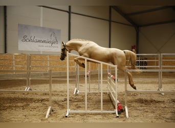 Poni alemán, Semental, 3 años, 147 cm, Palomino