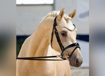 Poni alemán, Semental, 3 años, 147 cm, Palomino