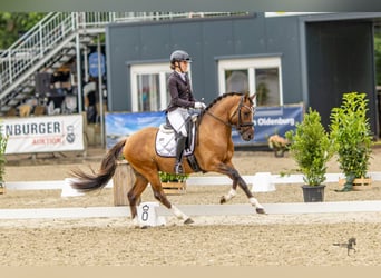 Poni alemán, Semental, 3 años, 148 cm, Bayo