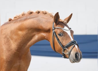Poni alemán, Semental, 3 años, 148 cm, Bayo