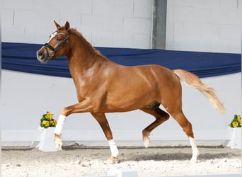 Poni alemán, Semental, 3 años, 148 cm, Bayo