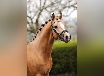 Poni alemán, Semental, 3 años, 148 cm, Bayo