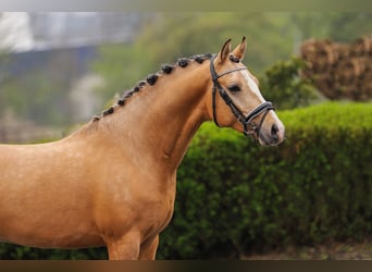 Poni alemán, Semental, 3 años, 148 cm, Bayo