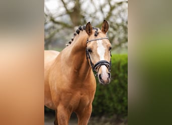 Poni alemán, Semental, 3 años, 148 cm, Bayo