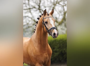 Poni alemán, Semental, 3 años, 148 cm, Bayo