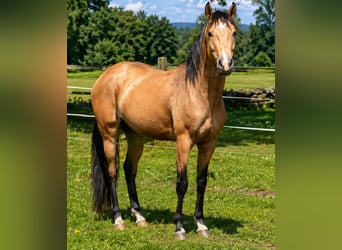 Poni alemán, Semental, 3 años, 148 cm, Buckskin/Bayo