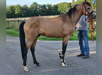 Poni alemán, Semental, 3 años, 148 cm, Buckskin/Bayo