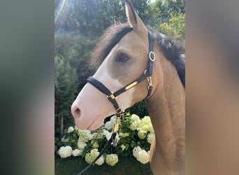 Poni alemán, Semental, 3 años, 148 cm