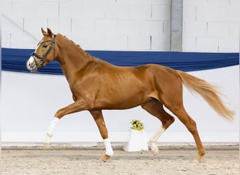 Poni alemán, Semental, 3 años, 150 cm, Alazán