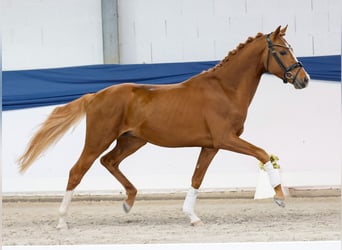 Poni alemán, Semental, 3 años, 150 cm, Alazán