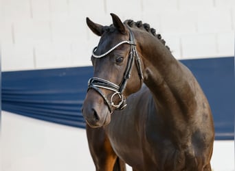 Poni alemán, Semental, 3 años, 150 cm, Castaño oscuro