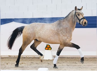 Poni alemán, Semental, 3 años, 151 cm, Bayo